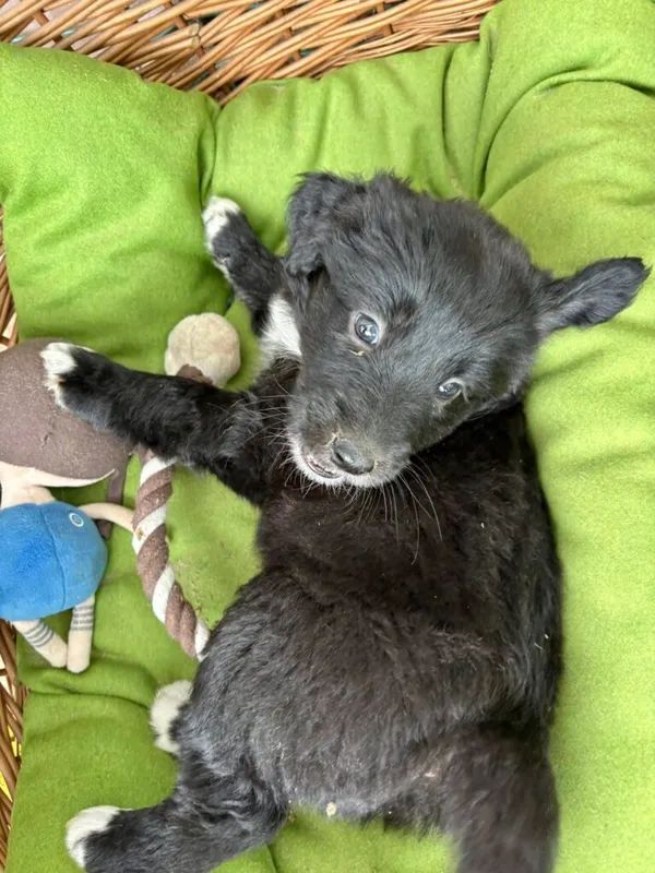 Pies do adopcji, Przyborówko, 8 lipca 2025 (3/5)