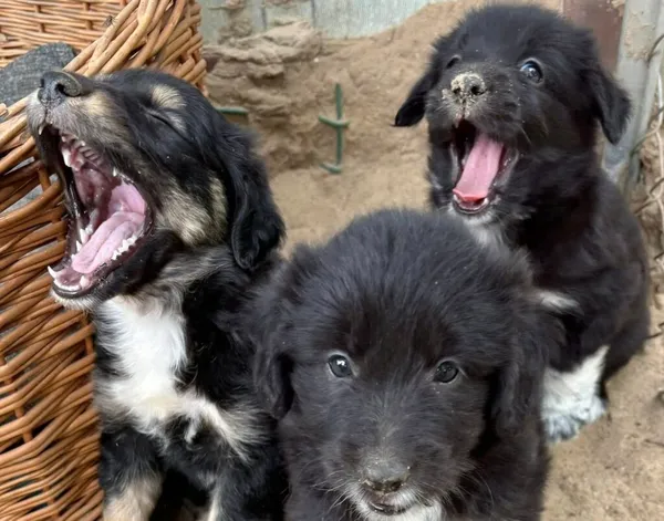 Pies do adopcji, Przyborówko, 8 lipca 2025 (4/5)