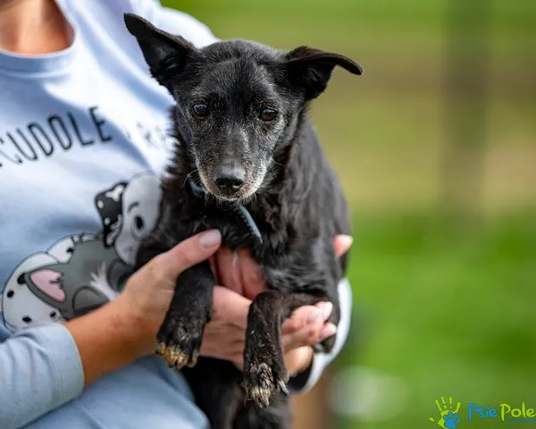 Pies do adopcji, Racławice, 5 lipca 2025 (1/5)