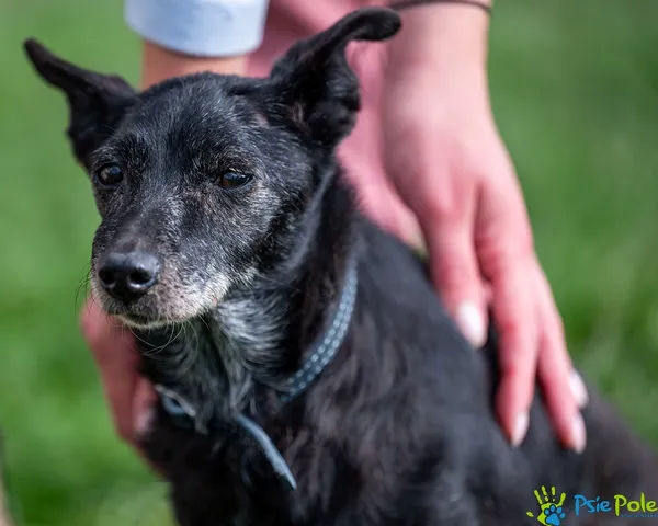 Pies do adopcji, Racławice, 5 lipca 2025 (3/5)