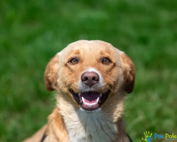 Pies do adopcji, Racławice, 4 lipca 2025 (1/5)