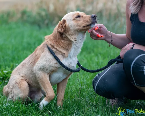 Pies do adopcji, Racławice, 4 lipca 2025 (2/5)