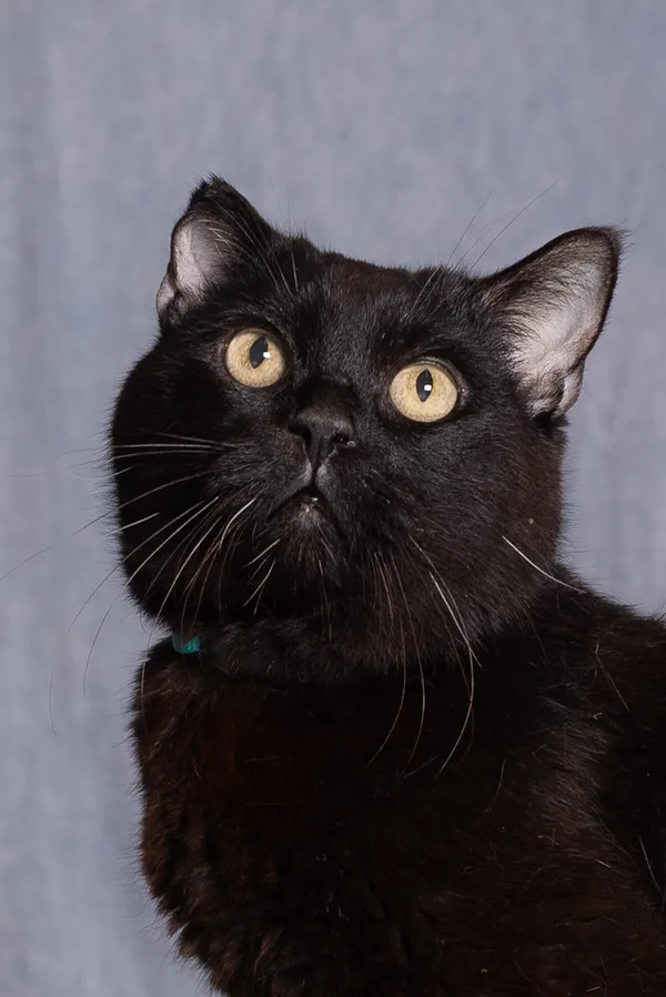 Kot do adopcji, Gdańsk, 8 lipca 2025