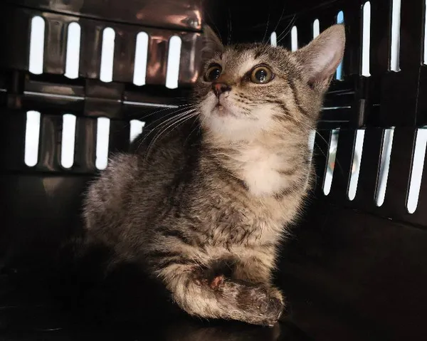 Znaleziono kota, Łódź, 8 lipca 2025 (1/5)