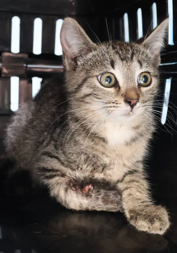 Znaleziono kota, Łódź, 8 lipca 2025 (2/5)