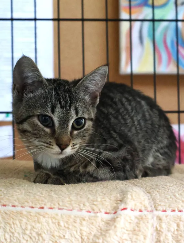 Znaleziono kota, Łódź, 8 lipca 2025 (4/5)