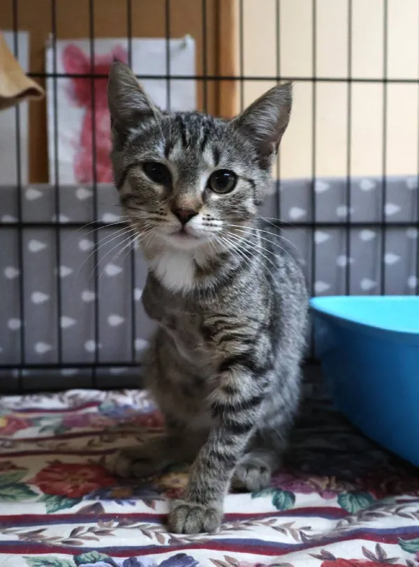 Znaleziono kota, Łódź, 8 lipca 2025 (5/5)