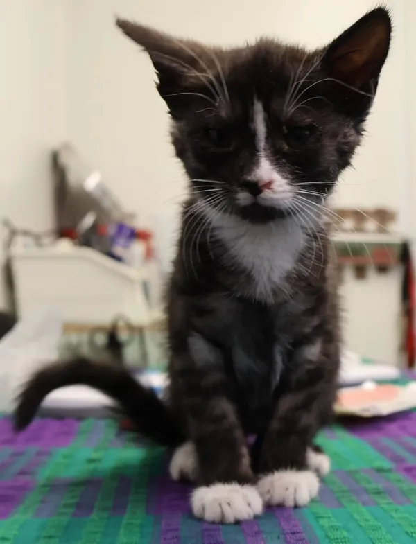 Znaleziono kota, Łódź, 7 lipca 2025