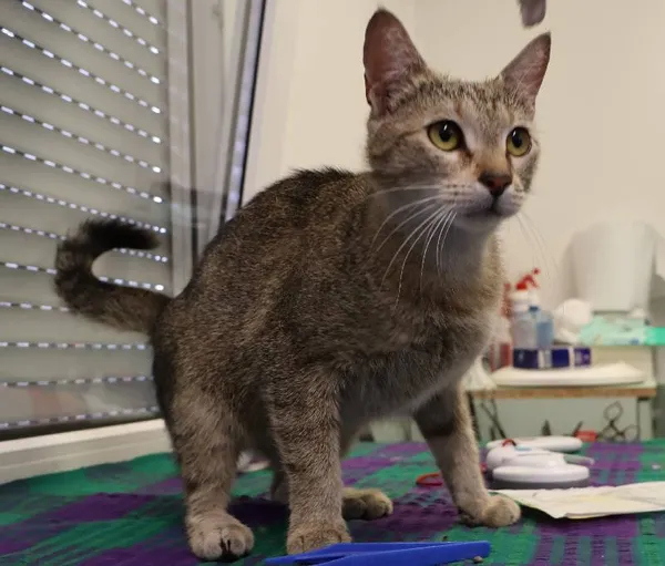 Znaleziono kota, Łódź, 7 lipca 2025 (1/5)