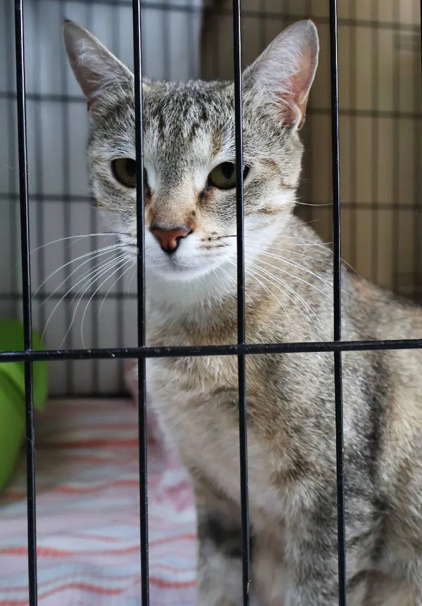 Znaleziono kota, Łódź, 7 lipca 2025 (5/5)