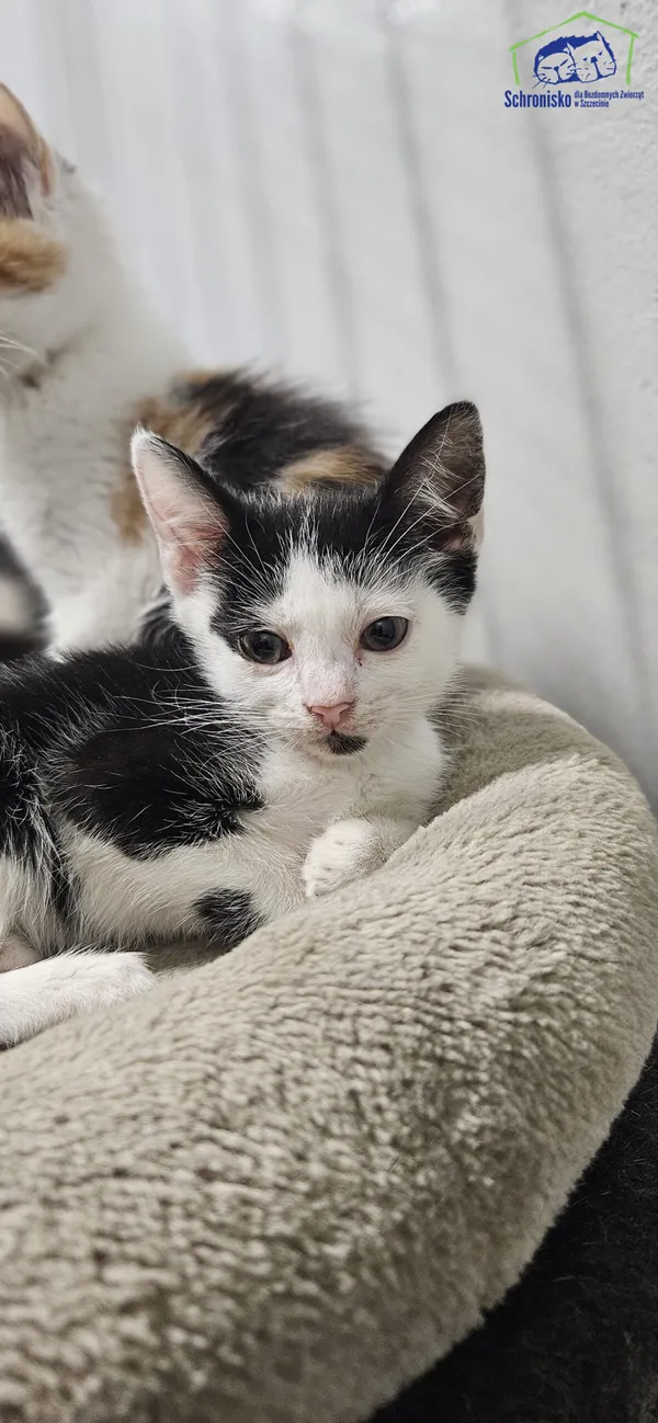 Kot do adopcji, Szczecin, 8 lipca 2025 (1/2)