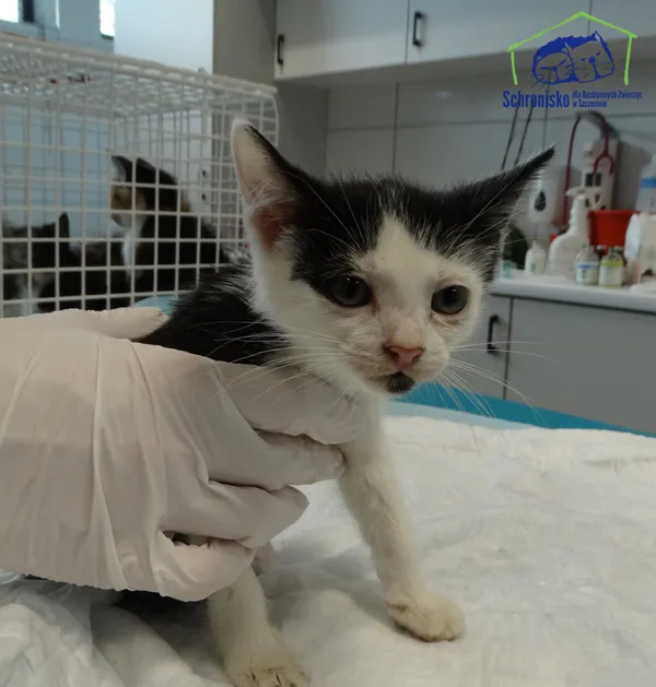 Kot do adopcji, Szczecin, 8 lipca 2025 (2/2)