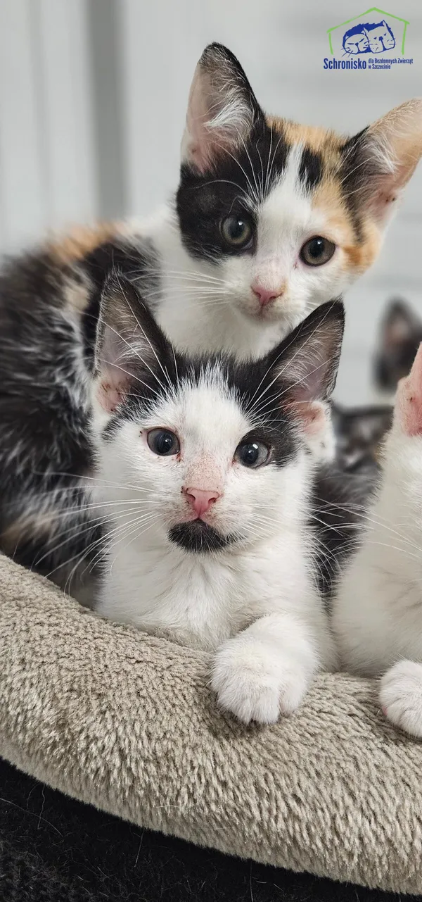 Kot do adopcji, Szczecin, 8 lipca 2025 (1/2)