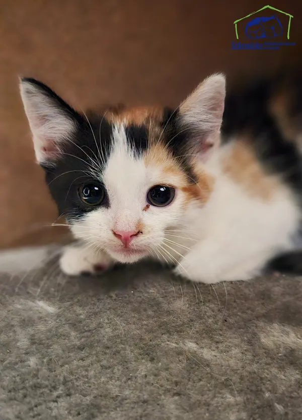 Kot do adopcji, Szczecin, 8 lipca 2025 (1/3)