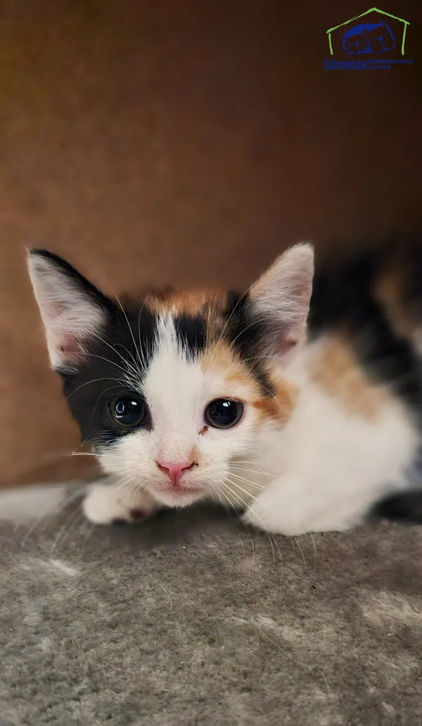 Kot do adopcji, Szczecin, 8 lipca 2025 (2/3)