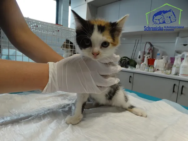 Kot do adopcji, Szczecin, 8 lipca 2025 (3/3)