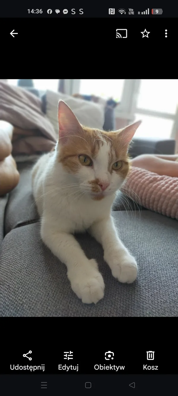 Zaginął kot, Łódź, 8 lipca 2025