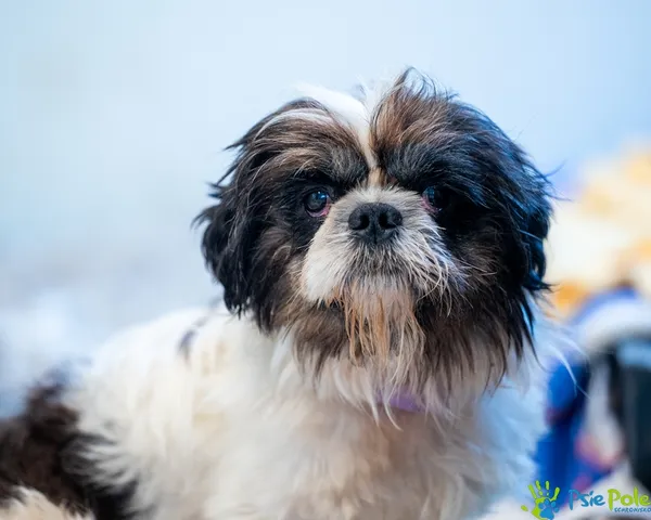 Znaleziono psa, Racławice, 6 lipca 2025 (2/5)