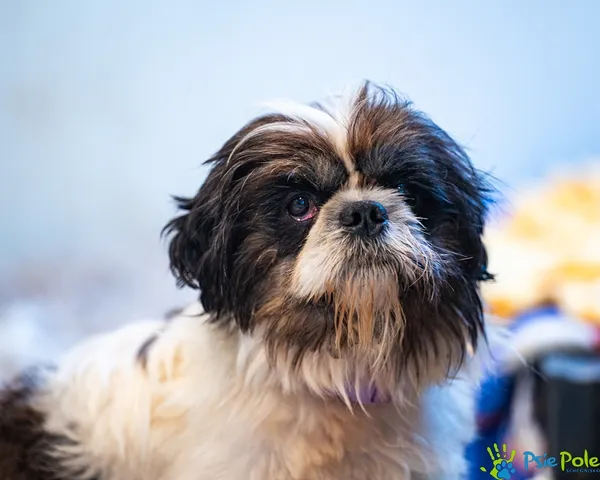 Znaleziono psa, Racławice, 6 lipca 2025 (3/5)