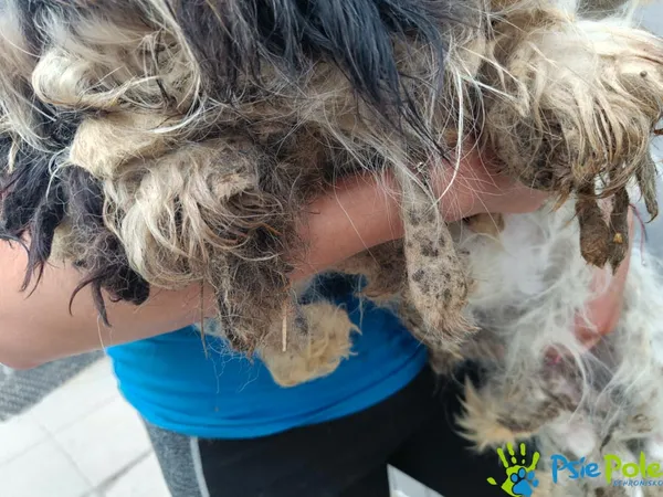 Znaleziono psa, Racławice, 6 lipca 2025 (5/5)