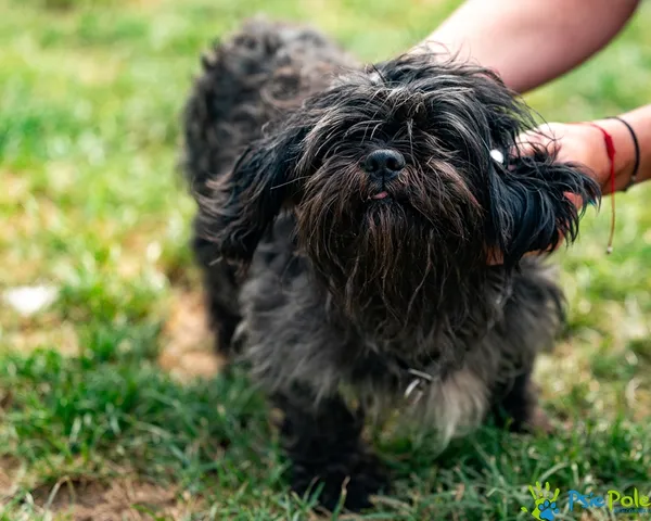 Znaleziono psa, Racławice, 6 lipca 2025 (4/5)