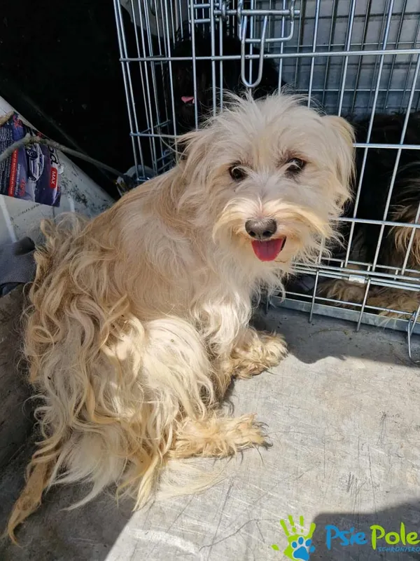 Znaleziono psa, Racławice, 6 lipca 2025 (1/5)