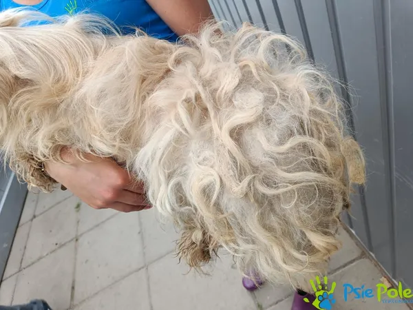 Znaleziono psa, Racławice, 6 lipca 2025 (3/5)