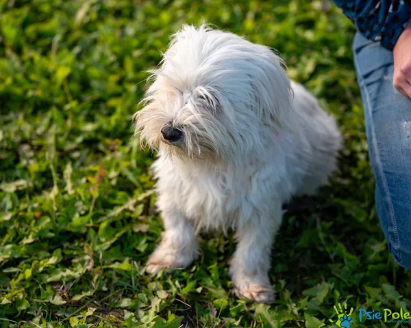 Znaleziono psa, Racławice, 6 lipca 2025 (1/5)