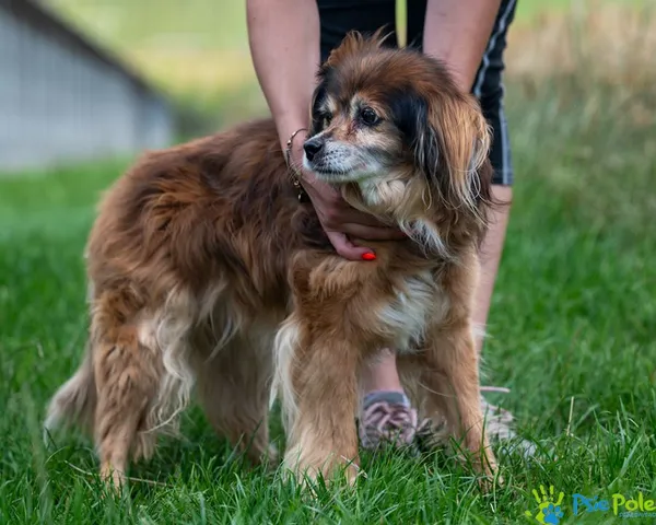 Znaleziono psa, Racławice, 5 lipca 2025 (1/5)