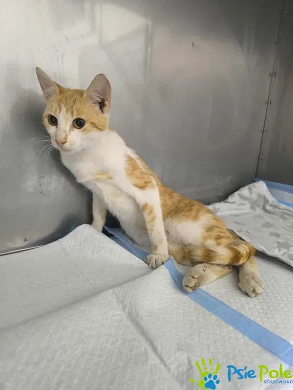 Znaleziono kota, Racławice, 6 lipca 2025 (2/3)