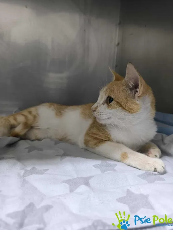 Znaleziono kota, Racławice, 6 lipca 2025 (3/3)