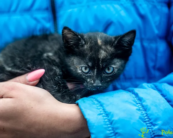 Znaleziono kota, Racławice, 4 lipca 2025 (3/5)