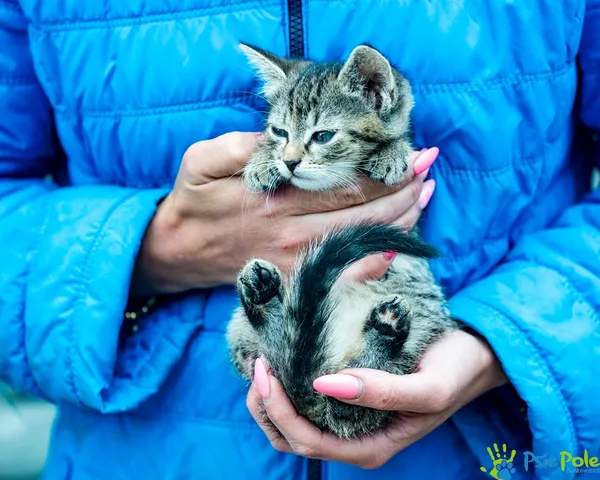 Znaleziono kota, Racławice, 4 lipca 2025 (2/5)