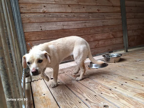 Pies do adopcji, Orzechowce, 8 lipca 2025 (1/5)