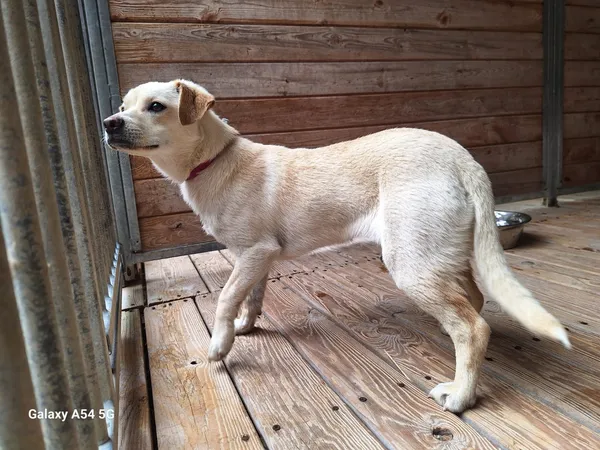 Pies do adopcji, Orzechowce, 8 lipca 2025 (3/5)