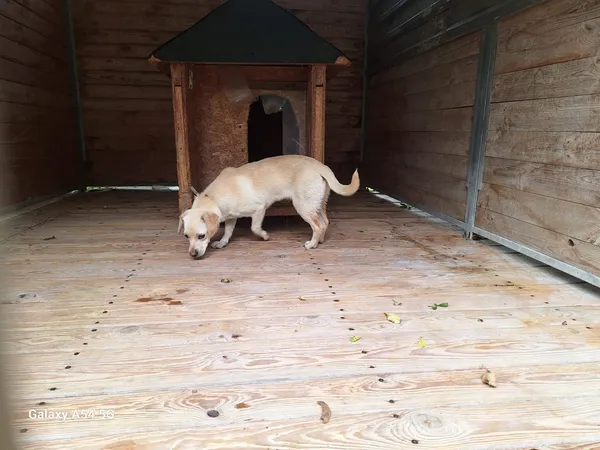 Pies do adopcji, Orzechowce, 8 lipca 2025 (5/5)