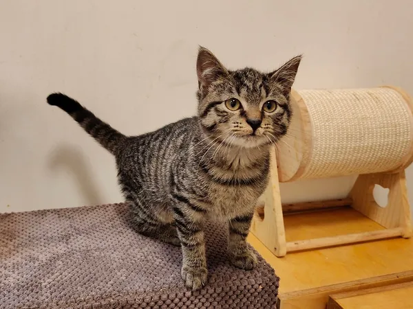 Kot do adopcji, Włocławek, 7 lipca 2025 (2/5)