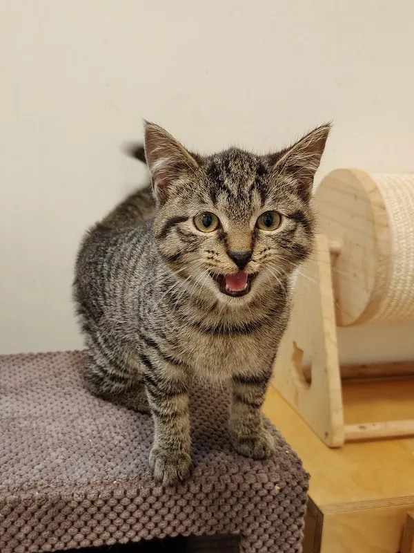 Kot do adopcji, Włocławek, 7 lipca 2025 (3/5)