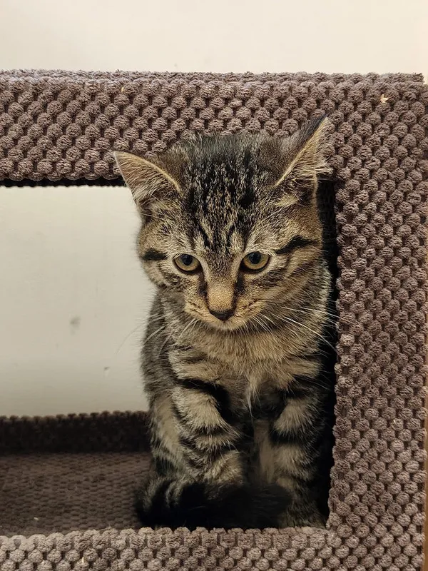 Kot do adopcji, Włocławek, 7 lipca 2025 (5/5)