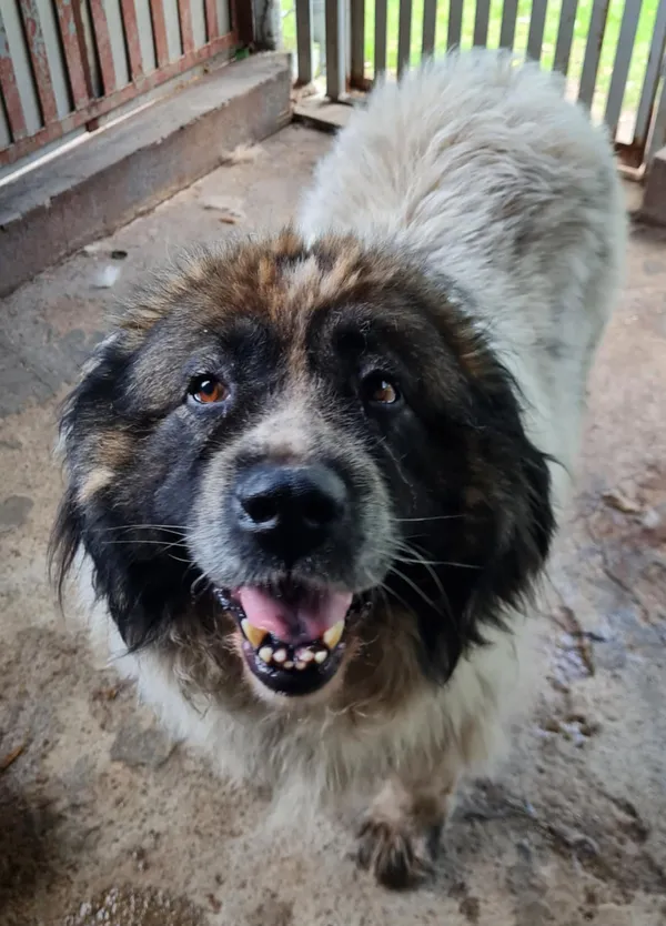 Pies do adopcji, Włocławek, 8 lipca 2025 (1/4)