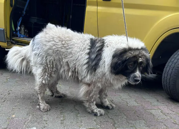 Pies do adopcji, Włocławek, 8 lipca 2025 (3/4)