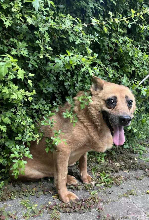 Pies do adopcji, Włocławek, 8 lipca 2025