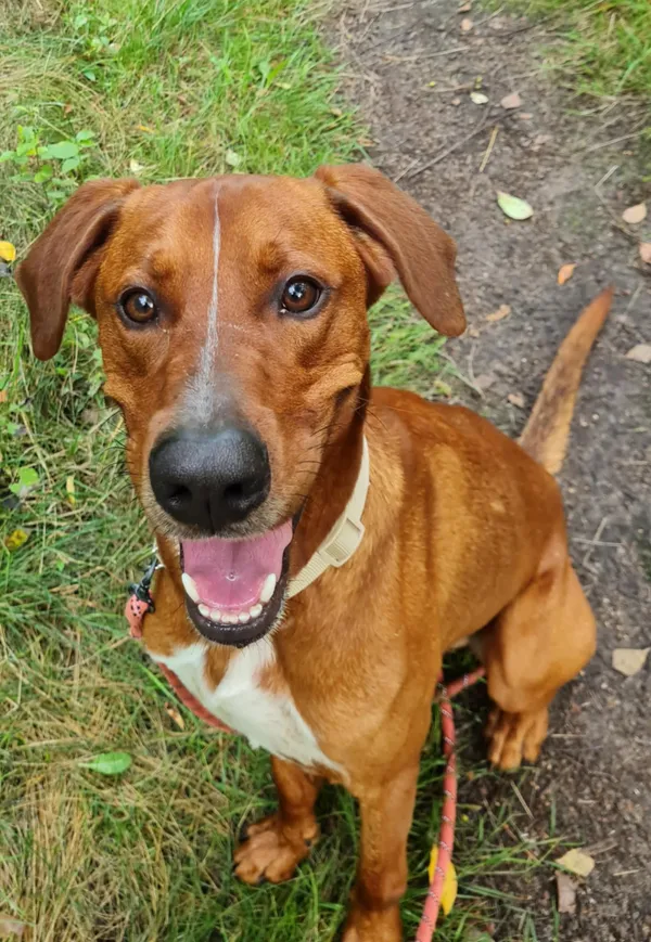 Pies do adopcji, Włocławek, 7 lipca 2025 (1/3)