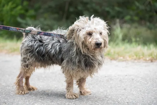 Pies do adopcji, Nowodwór, 8 lipca 2025 (1/5)