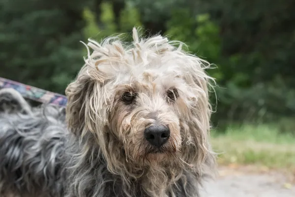 Pies do adopcji, Nowodwór, 8 lipca 2025 (2/5)