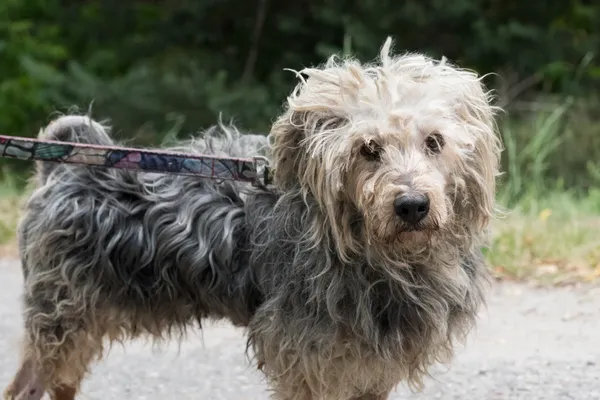 Pies do adopcji, Nowodwór, 8 lipca 2025 (4/5)