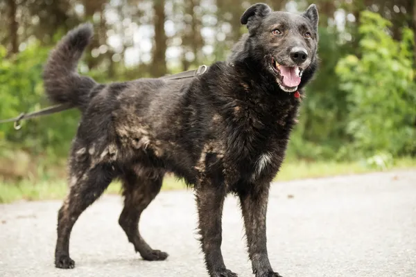 Pies do adopcji, Nowodwór, 8 lipca 2025 (3/5)