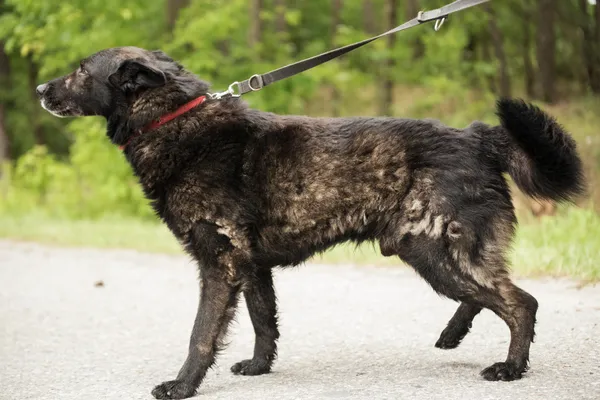 Pies do adopcji, Nowodwór, 8 lipca 2025 (5/5)