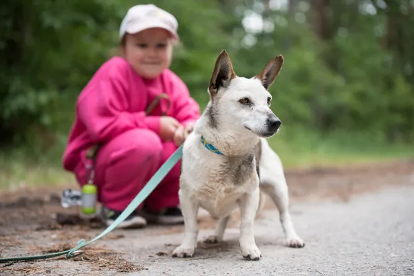 Pies do adopcji, Nowodwór, 8 lipca 2025 (2/5)