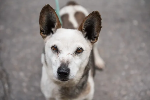 Pies do adopcji, Nowodwór, 8 lipca 2025 (3/5)